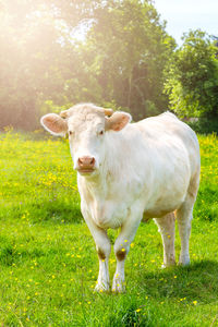 Portrait of cow standing on field