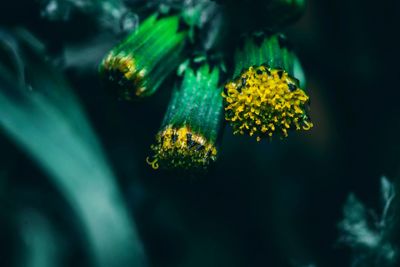 Close-up of yellow flowering plant