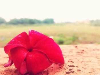Close-up of red flower against blurred background