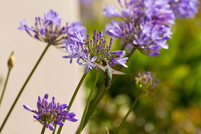 Close-up of purple flowering plant