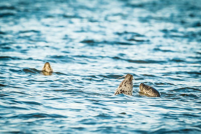 Sea lions swimming in sea