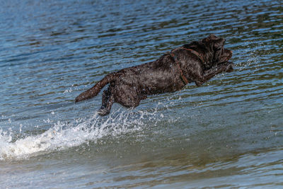 View of dog running in sea