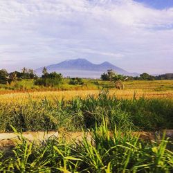 Scenic view of agricultural field against sky