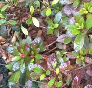 Plants growing on a tree