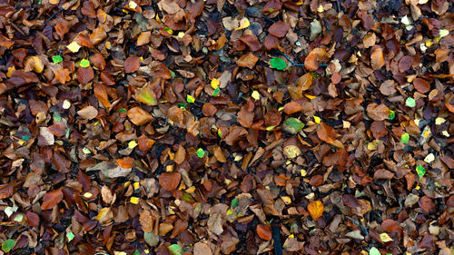 Autumn yellow foliage lying on the ground. leaf fall. autumnal forest and the leaves are wet.