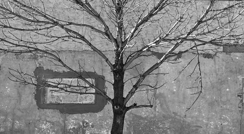 Bare trees against sky