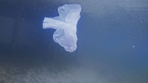 View of jellyfish in sea