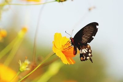 Close-up of butterfly pollinating on yellow flower