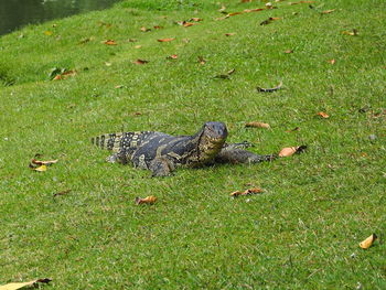 High angle view of lizard on grass