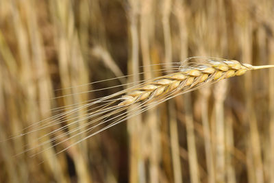 Closeup of ears of golden wheat on the field