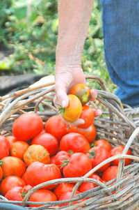 Full frame shot of berries in basket