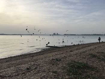 Seagulls flying over beach