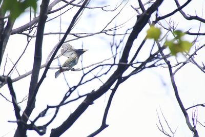 Low angle view of bird perching on branch