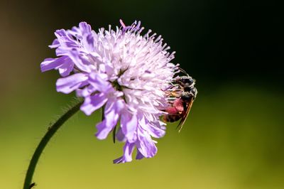 Close-up of bee pollinating on purple flower