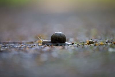 Close-up of snail