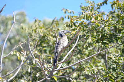 Bird perching on a tree