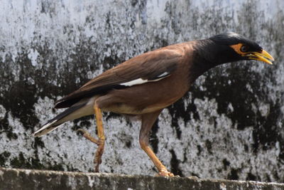 Close-up of bird in winter