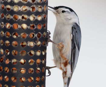 Close-up of bird perching on wood