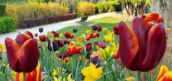 Close-up of red tulips in field