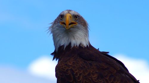 Low angle view of eagle against sky