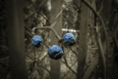 Close-up of berries growing on tree