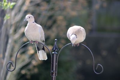 Close-up of birds perching on metal