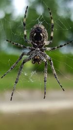 Close-up of spider web