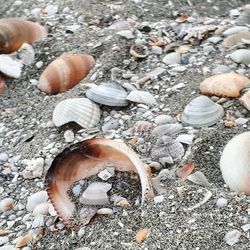 High angle view of shells on beach