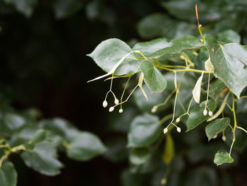 Close-up of leaf on plant