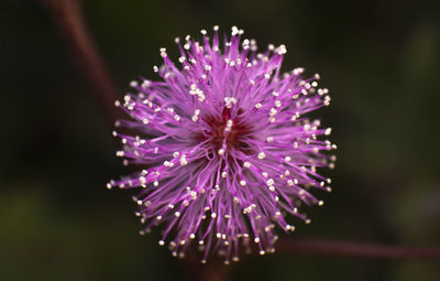 Close-up of purple thistle blooming outdoors