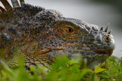 Close-up of a lizard