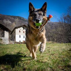 Dog running on field