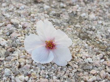 Close-up of flower