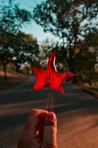 Close-up of hand holding maple leaf outdoors