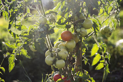 Close-up of fruits growing on tree