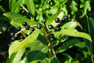 Close-up of  black berries growing on tree