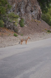 Side view of animals walking on road