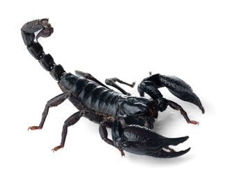 scorpion