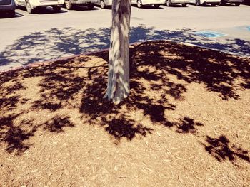 Tree on sand at beach