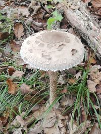 High angle view of mushroom growing on field