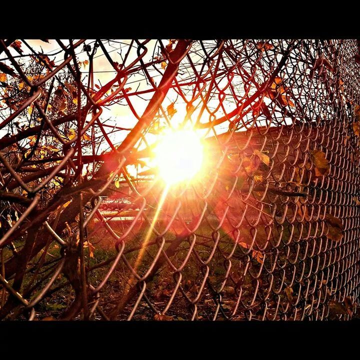 sun, sunbeam, sunset, sunlight, lens flare, fence, chainlink fence, sky, silhouette, metal, transfer print, protection, tree, nature, safety, bright, orange color, back lit, no people, bare tree
