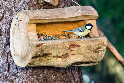 Close-up of bird perching on tree trunk yellow sparrow norway