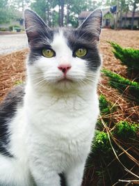 Portrait of cat sitting outdoors