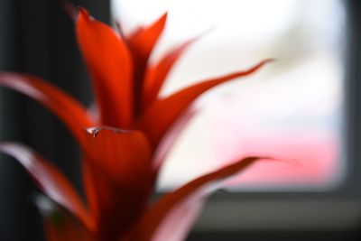 Close-up of red rose flower