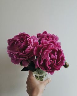 Close-up of hand holding pink rose against white background