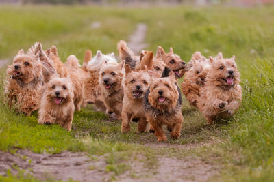 Dogs breed norwich terrier on the walk in the field