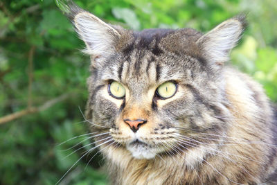 Close-up portrait of a cat