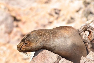 Close-up of lizard on rock