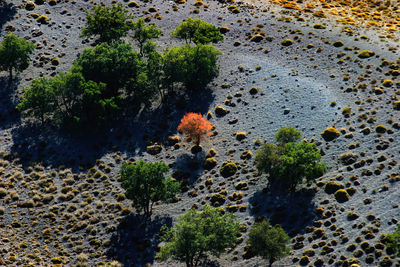 High angle view of plants on land