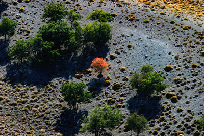 High angle view of plants on land